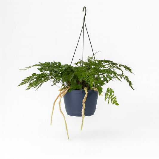 Humata Tyermannii - 20cm