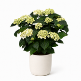 Hydrangea Curly Wurly 45cm – Ø23cm