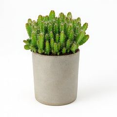 Hylocereus Undatus - 15cm