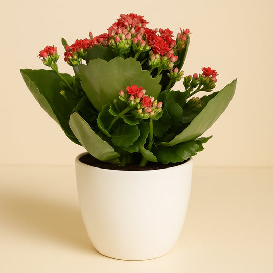 Kalanchoe Rosalina - 27cm