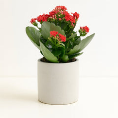 Kalanchoe Rosalina - 27cm