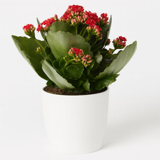 Kalanchoe Rosalina - 27cm