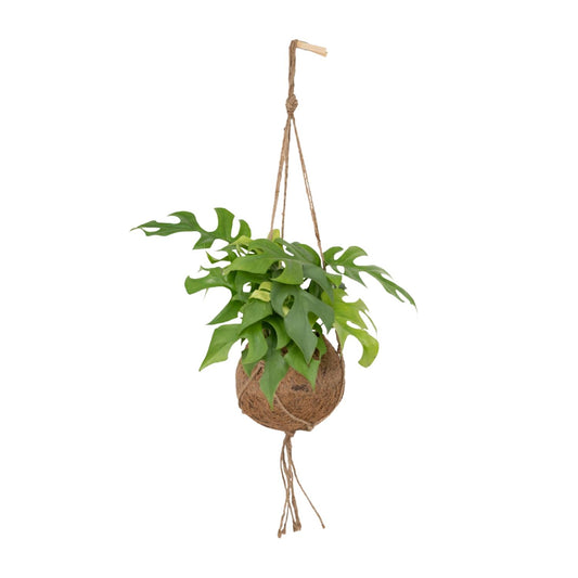 Kokedama Monstera Minima - 25cm