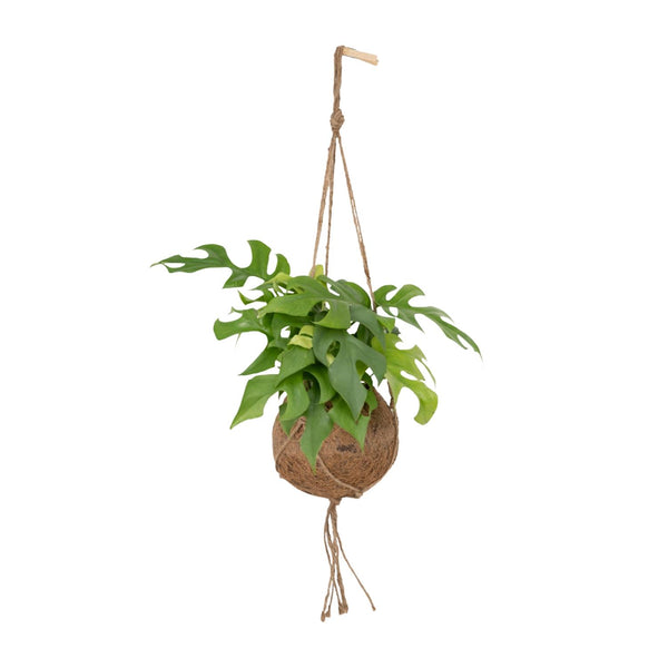 Kokedama Monstera Minima | Groe Bltter & Robust  Florage.de