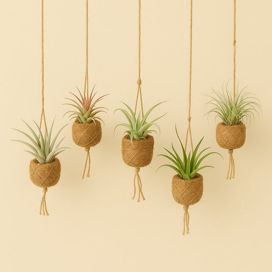 Kokodama Birdnest Tillandsia Mix - 8 Stück - 5cm
