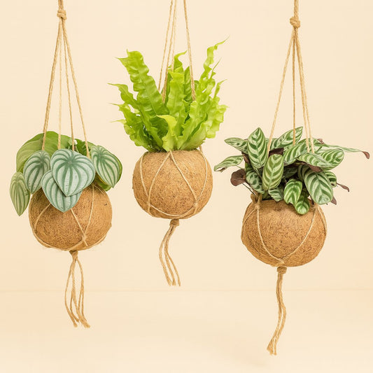 Kokodama Jungle Mix - 3 Stück - 28cm
