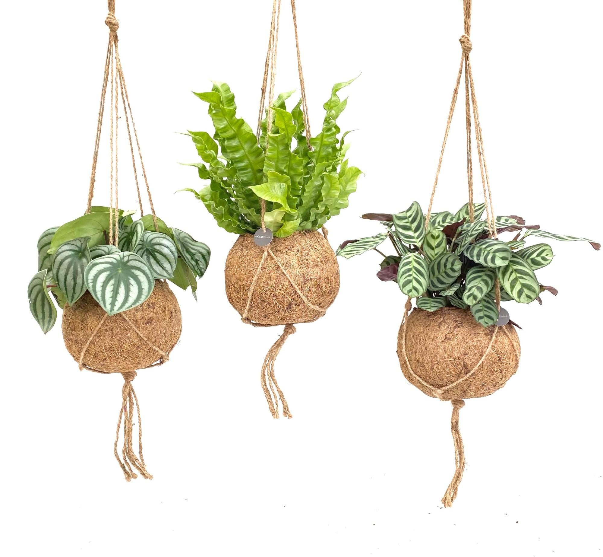 Kokodama Jungle Mix - 3 Stück - 28cm