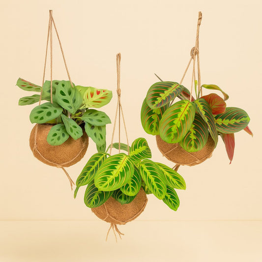 Kokodama Maranta Mix - 3 Stück - 20cm