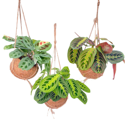 Kokodama Maranta Mix - 3 Stück - 20cm
