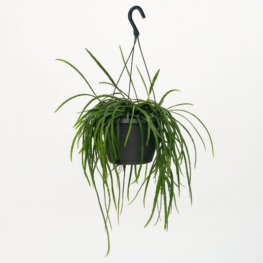 Lepisium Bolivianum - 40cm