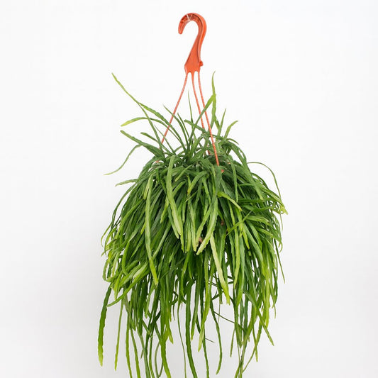 Lepismium Bolivianum - 25cm