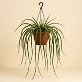Lepismium Cruciforme Rojo 70cm im 25cm Topf