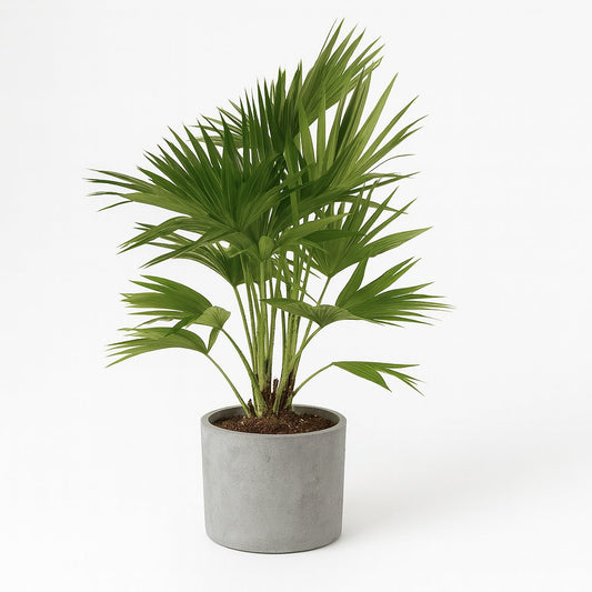 Livistona Chinensis - 100cm