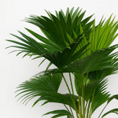 Livistona Rotundifolia 70cm im 17cm Topf Nahaufnahme