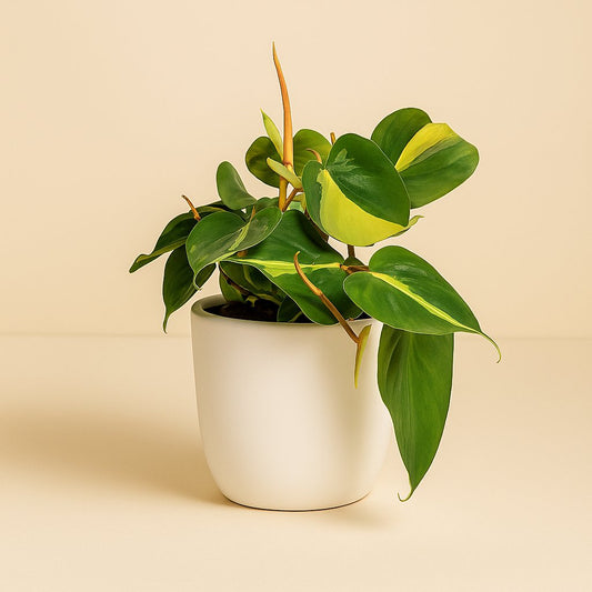 Lophospermum Brasil Scandens - 20cm