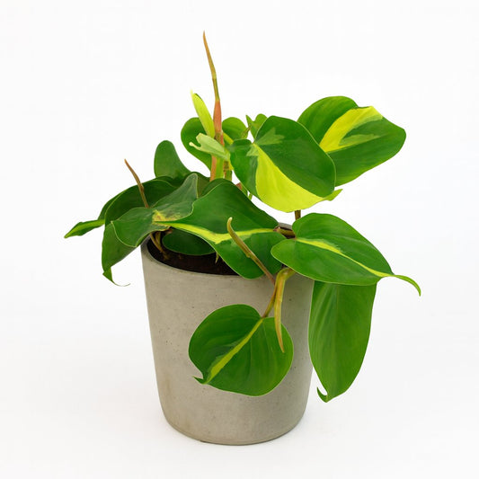 Lophospermum Brasil Scandens - 20cm