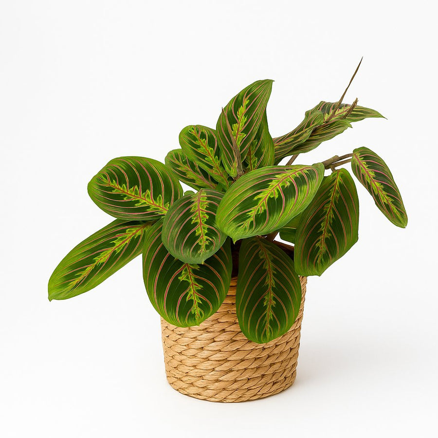 Maranta Fascinator - 20cm in einem modernen Studio mit modernem Topf