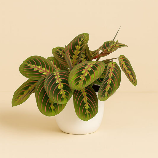 Maranta Fascinator - 20cm