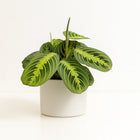 Maranta Leuconeura Fascinator - 30cm in einem modernen Studio mit modernem Topf