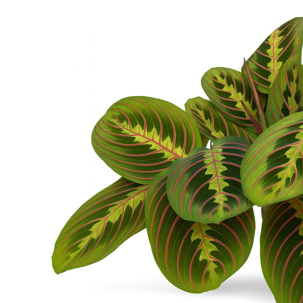 Maranta Leuconeura Fascinator 20cm Nahaufnahme