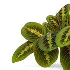Maranta Leuconeura Fascinator 20cm Nahaufnahme