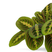 Maranta Leuconeura Fascinator 20cm Nahaufnahme