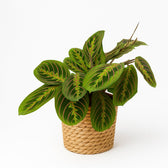 Maranta Leuconeura Fascinator 20cm im 12cm Topf
