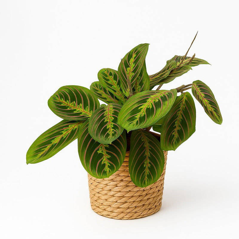Maranta Leuconeura Fascinator Detail