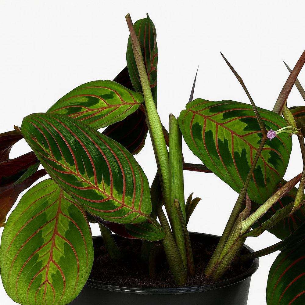 Maranta Leuconeura Fascinator 30cm Nahaufnahme