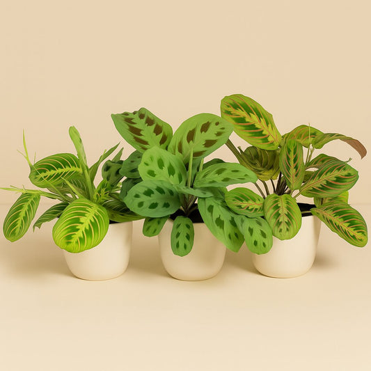 Maranta Leuconeura 'Fascinator' - 3 Sorten