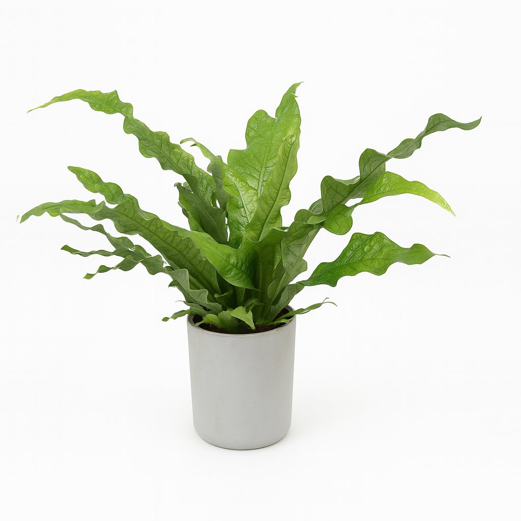 Microsorum Diversifolium - 45cm