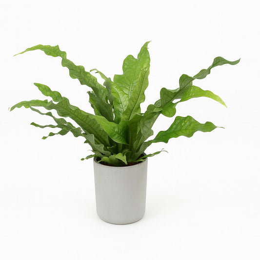 Microsorum Diversifolium - 45cm