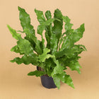 Microsorum Diversifolium 60cm