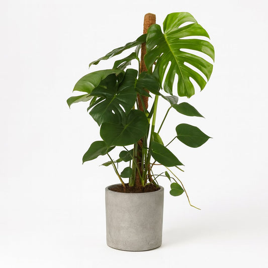 Monstera Deliciosa - 105cm