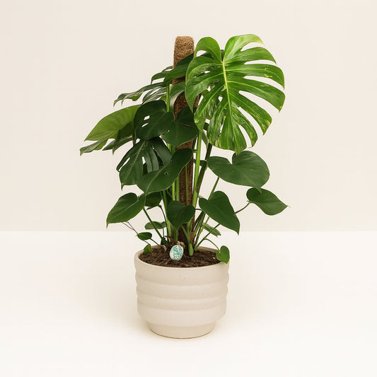 Monstera Deliciosa - 105cm