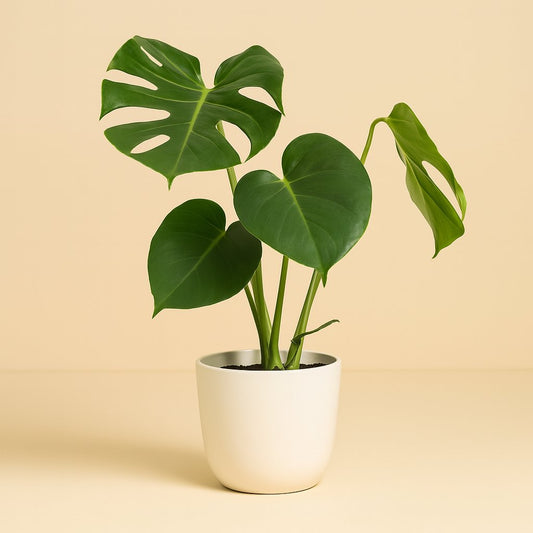 Monstera Deliciosa - 55cm