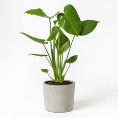 Monstera Deliciosa - 55cm