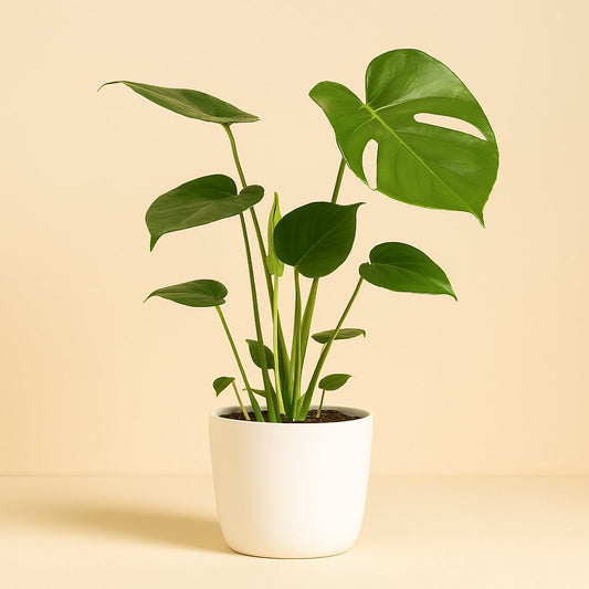 Monstera Deliciosa - 55cm