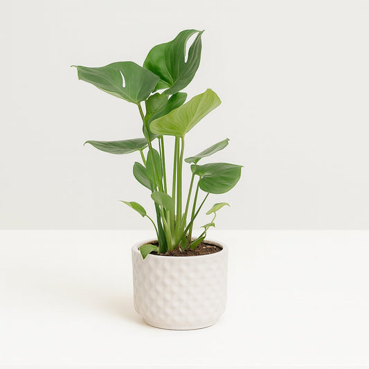 Monstera Deliciosa - 60cm