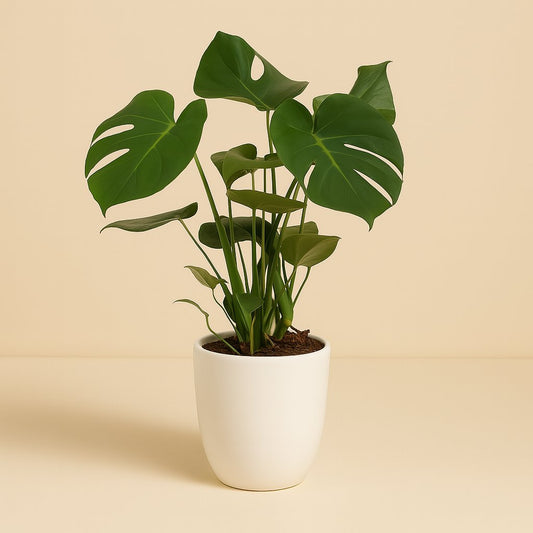 Monstera Deliciosa - 60cm