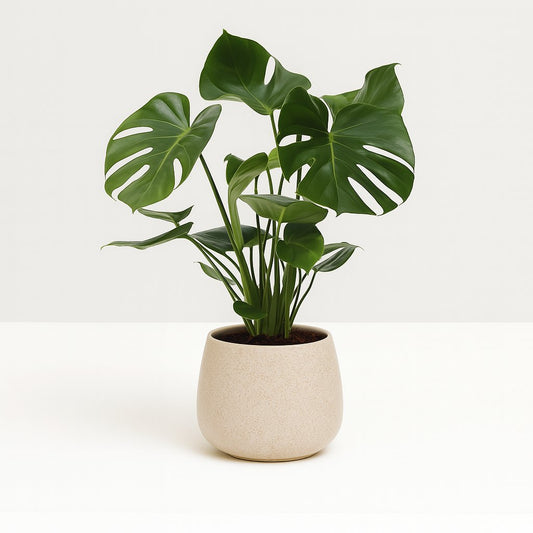 Monstera Deliciosa - 60cm