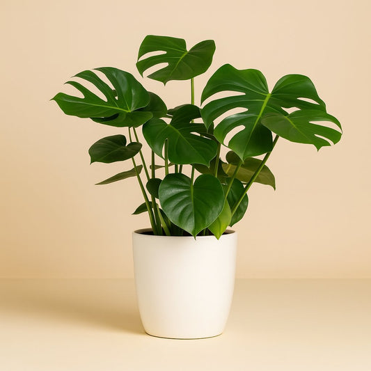 Monstera Deliciosa - 65cm