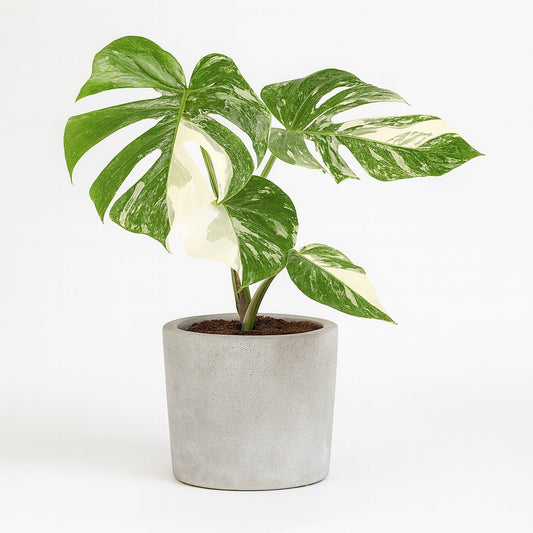 Monstera Deliciosa Variegata - 45cm