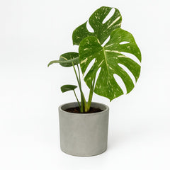 Monstera Deliciosa Variegata - 50cm