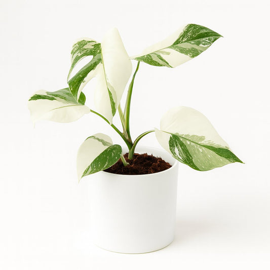 Monstera Deliciosa Variegata Super White - 50cm