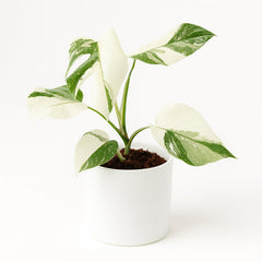 Monstera Deliciosa Variegata Super White - 50cm