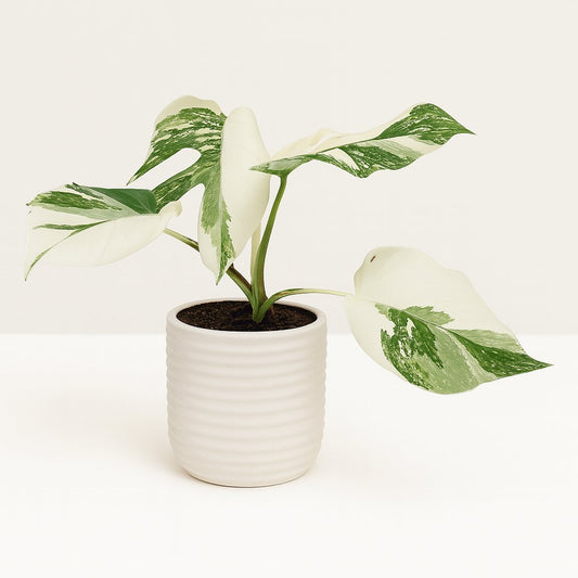 Monstera Deliciosa Variegata Super White - 50cm