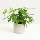 Monstera Minima - 25cm in einem modernen Studio mit modernem Topf