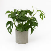 Monstera Minima | Groe Bltter & XL Statement  Florage.de