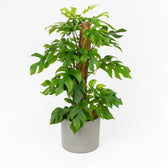 Monstera Minima | Groe Bltter & XL Statement  Florage.de